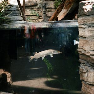 ID? - Denver Aquarium - Near otters