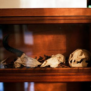 ID skulls? Cheetah on right?