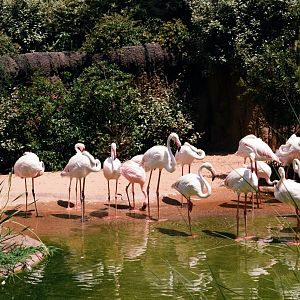 ID? - Fort Worth Zoo - African area, I believe