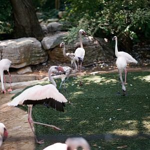 ID? - Forth Worth Zoo - across from MOLA entrance