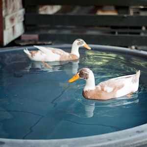 ID? - Forth Worth Zoo - children's zoo?