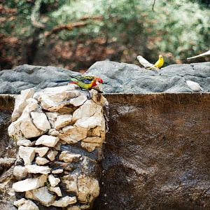 ID? - Forth Worth Zoo - Parakeet/Canary aviary
