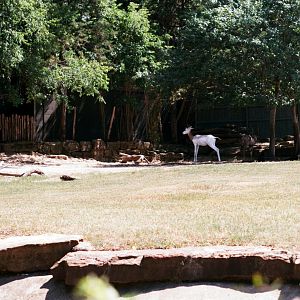 ID? - Forth Worth Zoo - Addra/Dama and Lesser Kudu?
