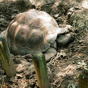 ID? - Dallas Zoo - near Giant Anteater