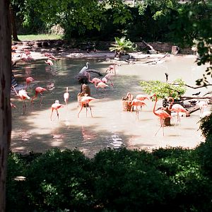 ID? - Dallas Zoo - White bird in middle