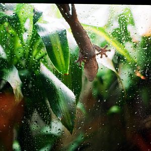 ID? - Dallas Zoo - Mossy Leaftailed Gecko?