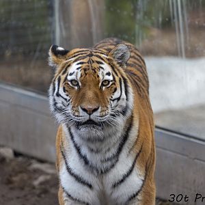 Amur Tiger