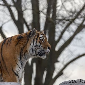 Amur Tiger