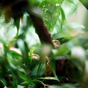 ID? - Dallas Zoo - near banded iguana