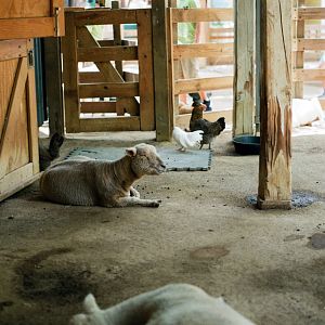 ID? - Dallas Zoo - sheep breed?
