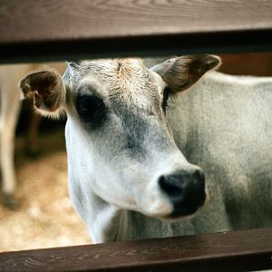ID? - Bronx Zoo - cow breed?