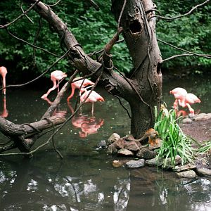 ID? - Bronx Zoo - species of spider monkey?