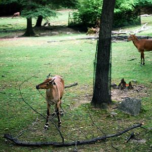 ID? - Bronx Zoo - monorail