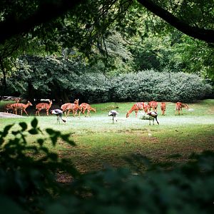 ID? - Bronx Zoo - Lesser Kudu?