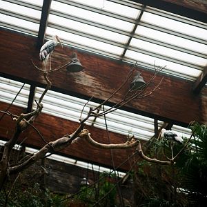 ID? - Bronx Zoo - in gharail area