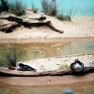 ID? - Bronx Zoo - Bufflehead maybe?