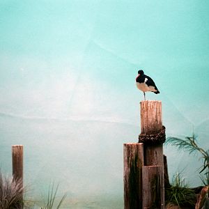 ID? - Bronx Zoo - by blue penguins