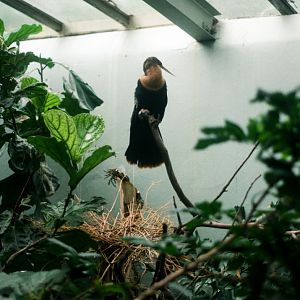 ID? - Bronx Zoo - Anhinga?