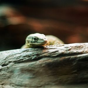 ID? - Bronx Zoo - Zoo Center, unsigned