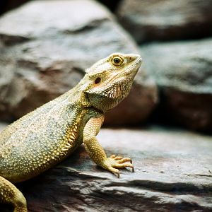 ID? - Bronx Zoo - Zoo Center, unsigned