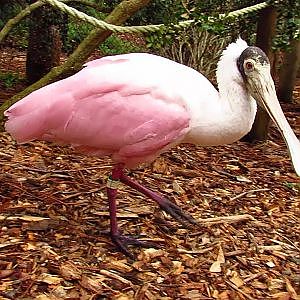 Santa Fe Teaching Zoo Roseate Spoonbill - YouTube