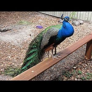 Santa Fe Teaching Zoo Blue Peafowl - YouTube