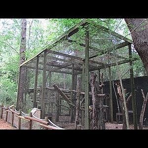 Santa Fe Teaching Zoo Matschie's Tree Kangaroo - YouTube