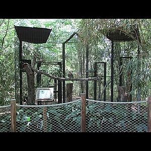 Santa Fe Teaching Zoo Peregrine Falcon - YouTube