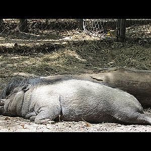 Santa Fe Teaching Zoo Visayan Warty Pig - YouTube