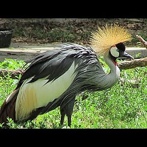 Santa Fe Teaching Zoo Springbok & East African Crowned Crane - YouTube