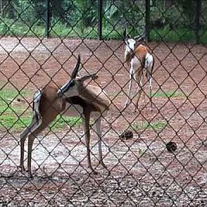 Santa Fe Teaching Zoo Springboks - YouTube