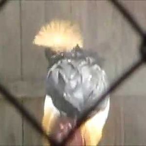 Santa Fe Teaching Zoo East African Crowned Cranes - YouTube