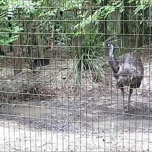 Santa Fe Teaching Zoo Emus - YouTube