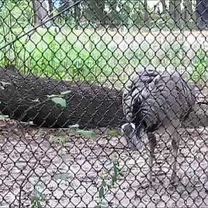 Santa Fe Teaching Zoo Greater Rhea - YouTube
