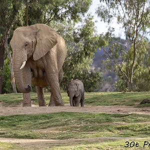 African Elephant Calf and Mother