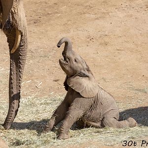 African Elephant baby playing