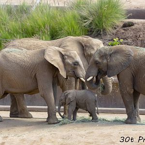 African elephant calf with adults
