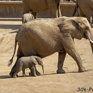 African Elephant Calf and mother