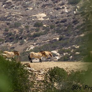 Przewalski Horse