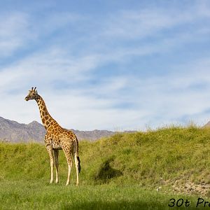 Giraffe in beautiful exhibit