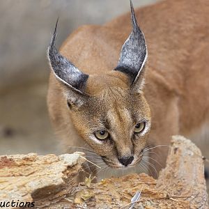 Caracal