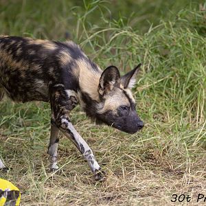 African Painted Dog