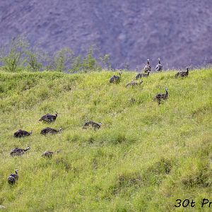 Helmeted Guineafowl