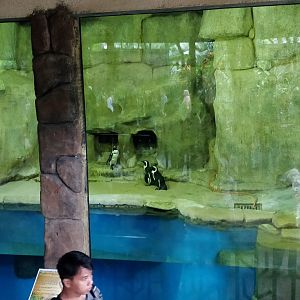 Penguin enclosure