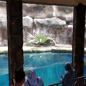 Empty penguin enclosure