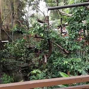 Walkthrough lorikeet aviary