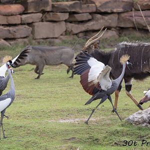 Rhino Reserve - Mixed Species - Nyala, Crowned Crane, Warthog, White Rhino