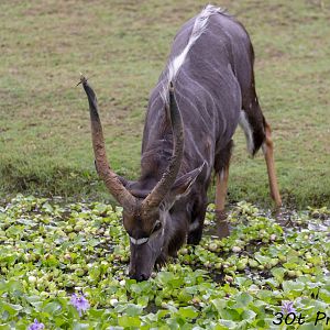 Nyala