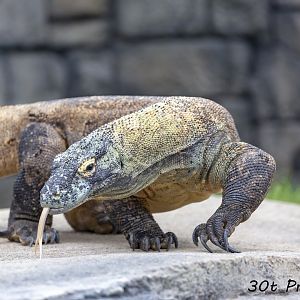 Komodo Dragon