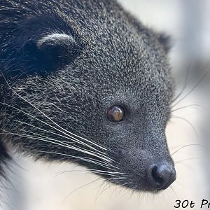 Binturong